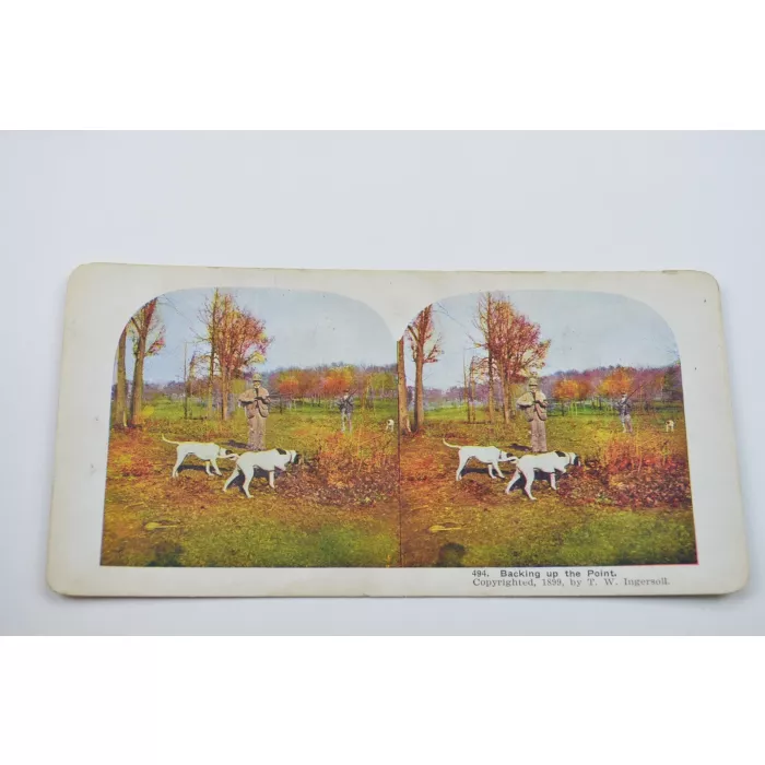 Stereoview By T. W. Ingersoll - No. 494 - Backing Up The point - Antique 1899