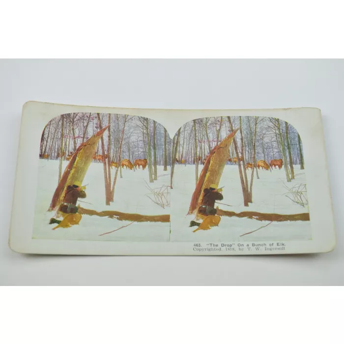 Stereoview By T. W. Ingersoll - No. 463 - "The Drop" On A Bunch Of Elk - Antique 1898