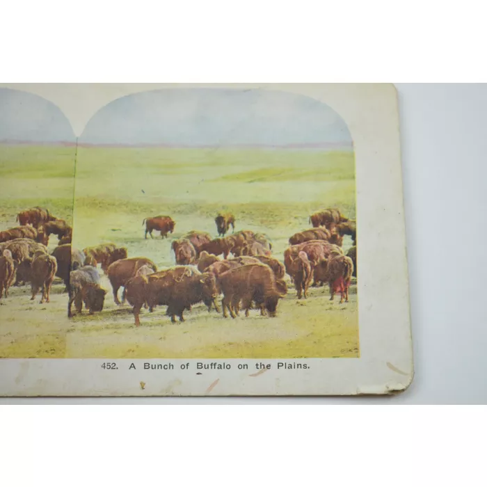Antique Stereoview - No. 452 - A Bunch Of Buffalo On The Plains