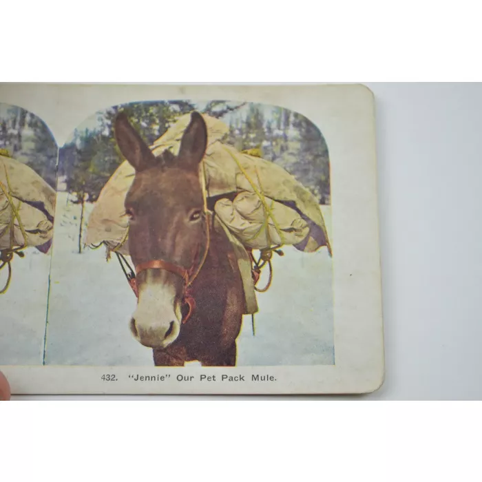 Antique Stereoview - No. 432 - "Jennie" Our Pet Mule