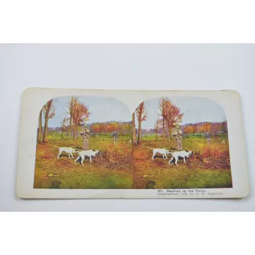 Stereoview By T. W. Ingersoll - No. 494 - Backing Up The point - Antique 1899