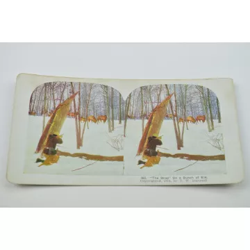 Stereoview By T. W. Ingersoll - No. 463 - The Drop On A Bunch Of Elk - Antique 1898