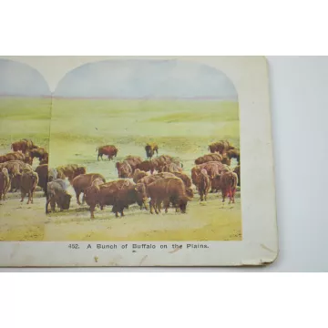 Antique Stereoview - No. 452 - A Bunch Of Buffalo On The Plains