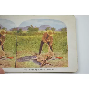 Antique Stereoview - No. 434 - Skinning A Prong Horn Buck