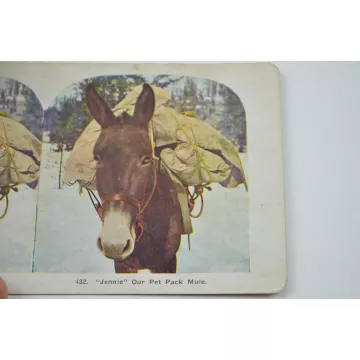 Antique Stereoview - No. 432 - Jennie Our Pet Mule