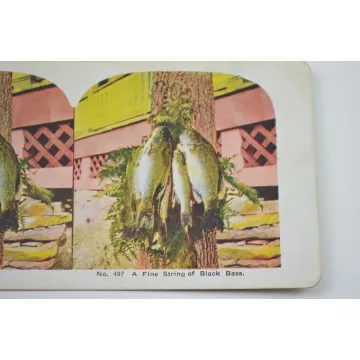 Antique Stereoview - No. 497 - A Fine String Of Black Bass