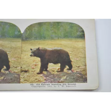 Stereoview By T. W. Ingersoll - No. 435 - Old Ephram Standing His Ground - Antique 1905